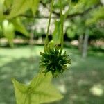 Liquidambar formosana Frukto