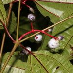 Miconia lateriflora Плод