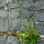 Silene noctiflora Habit