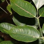 Bursera simaruba Leaf