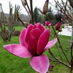 Magnolia liliiflora Квітка