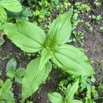 Helianthus tuberosusBlatt