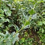 Aconitum napellus عادت