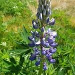 Lupinus polyphyllus Fleur