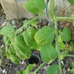 Solanum lycopersicum Leaf