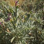 Parolinia intermedia ফুল