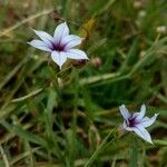 Sisyrinchium rosulatum Цветок