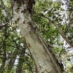 Melaleuca styphelioides Schors