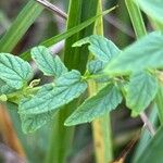 Scutellaria galericulata Frunză