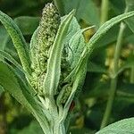 Buddleja globosa ᱵᱟᱦᱟ