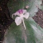 Kaempferia galanga Flor