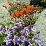 Penstemon davidsonii Habitus