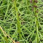 Liatris pycnostachya Hoja