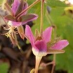 Geranium reflexum Květ