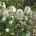Fothergilla gardenii Blomst