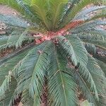 Cycas revoluta Yeri