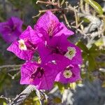 Bougainvillea glabra Flors