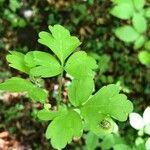 Adoxa moschatellina ഇല