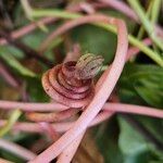 Cyclamen hederifolium кора