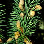 Picea abies Yaprak