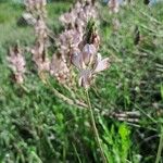 Onobrychis arenaria Flor