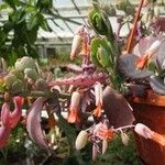 Kalanchoe fedtschenkoi Kwiat