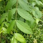 Juglans nigraЛист