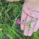 Vicia peregrina Квітка