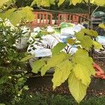 Hovenia dulcis Frunză
