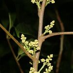 Trichilia pallida Květ