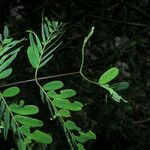 Entada polystachya Hoja