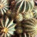 Echinocereus coccineus Yaprak