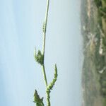 Carduus argentatus ശീലം