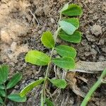 Coronilla securidaca Frunză