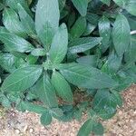 Ruellia humilis Leaf