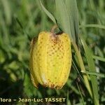 Fritillaria tubaeformis Õis