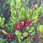 Rhamnus crocea Ліст