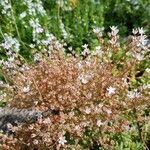 Sedum monregalense Blomma