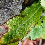 Primula vulgaris List