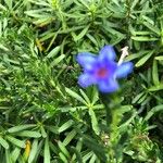 Glandora diffusa ᱵᱟᱦᱟ