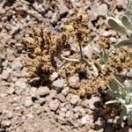 Eriodictyon tomentosum Flower