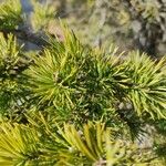 Pinus banksiana Folha