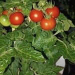 Solanum pimpinellifolium Fruit