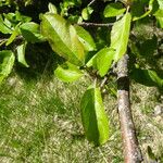 Malus sylvestris Leaf