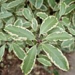 Pittosporum tenuifolium Leaf