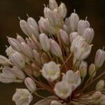 Allium paniculatum Flor