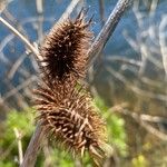 Xanthium orientale Fruto