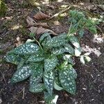 Pulmonaria saccharata 形态