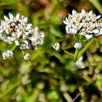 Teesdalia nudicaulis Flor