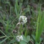 Spermacoce latifolia Λουλούδι
